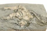 Crinoid (Barycrinus) Fossil - Crawfordsville, Indiana #188687-2